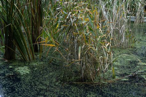 Shanghai Swamp 